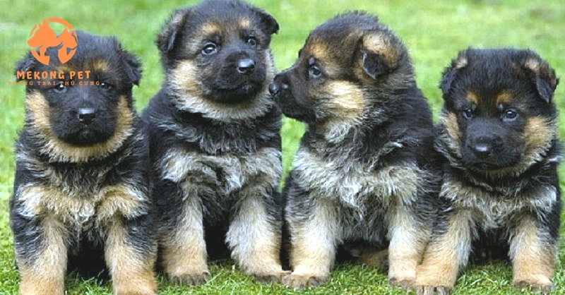 Mua chó becgue con thuần chủng giá tốt